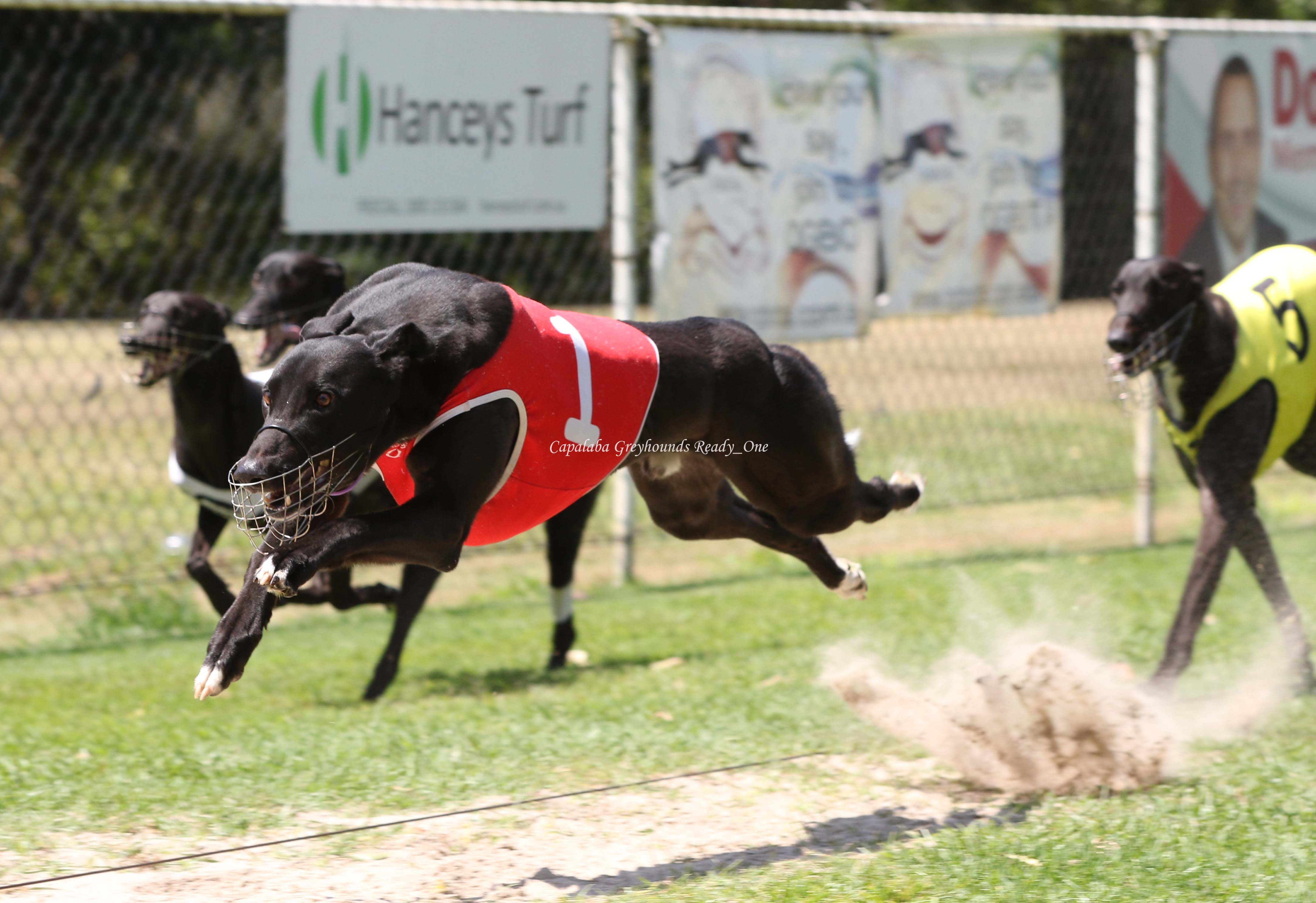 News Capalaba Greyhound Racing Club